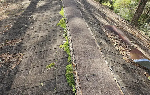 Growth found on the ridge during inspection